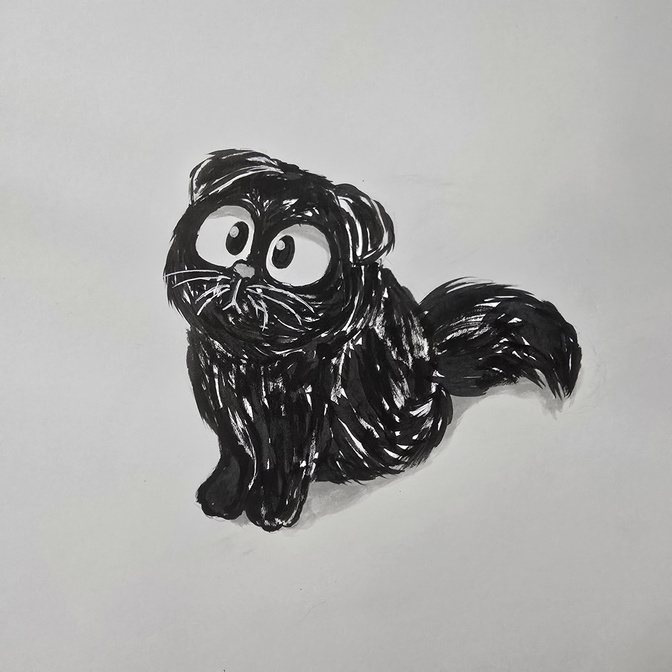 "Black Scottish Fold"